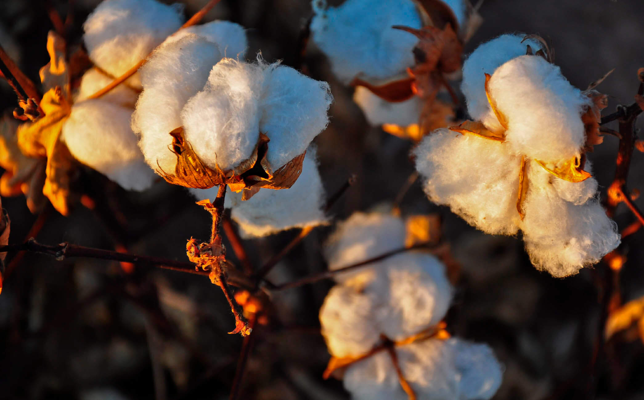 Cotton field upside view. Cotton in Africa. Cotton field перевод. Cotton field Wallpaper.